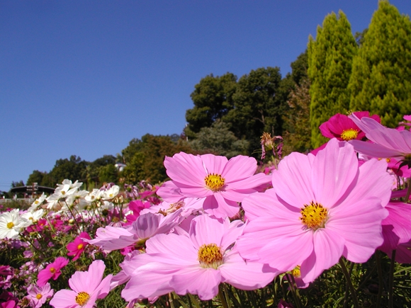 和歌山県植物公園 緑花センター